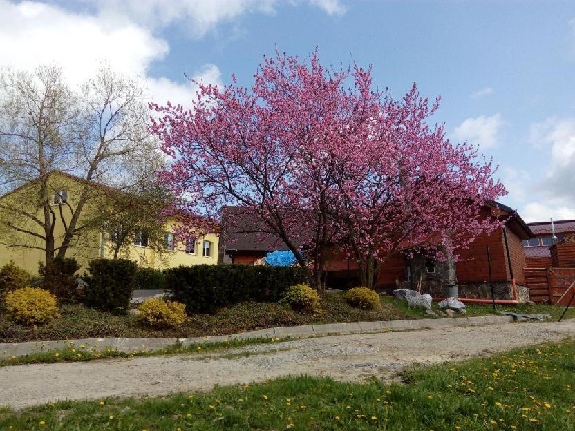 Apartmán Monny Frymburk Exterior foto